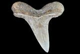 Cretaceous Cretoxyrhina Shark Tooth - Kansas #71747-1